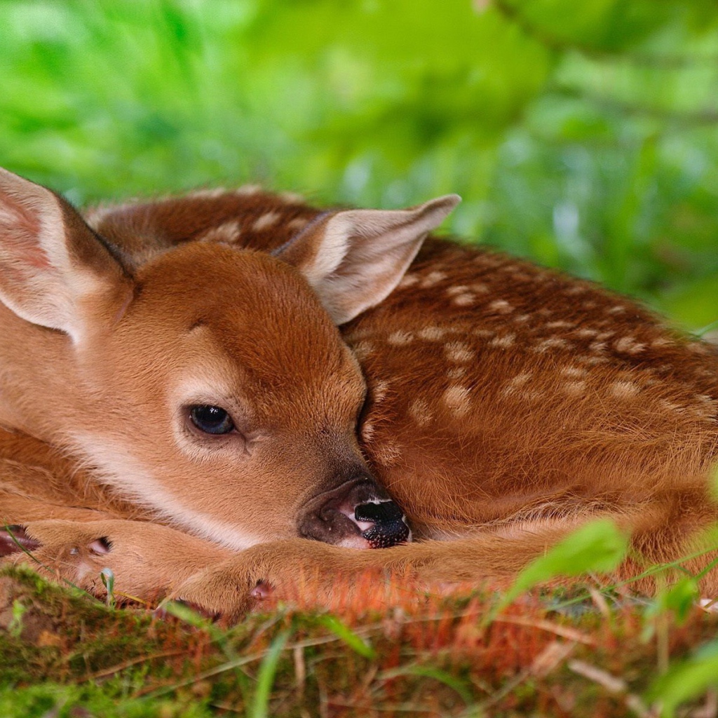 Олененок лежит на траве