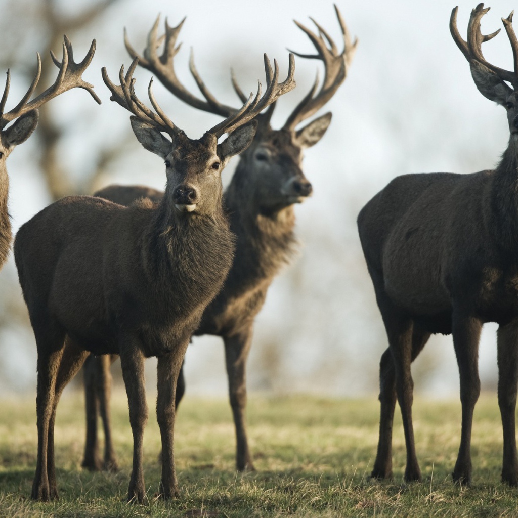 Четыре гордых оленя