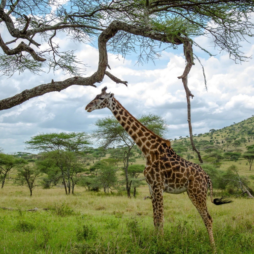 Жираф стоит под деревом