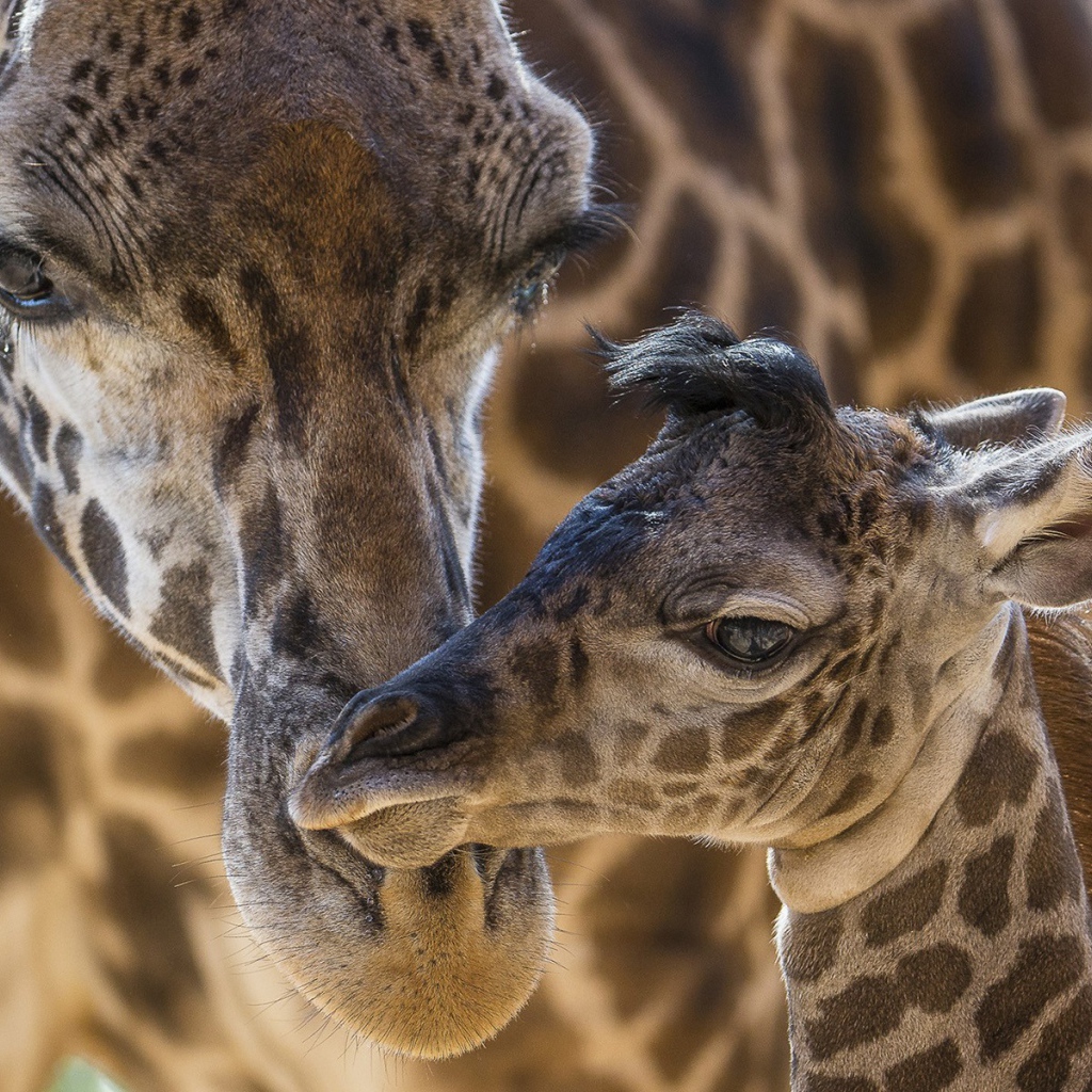 Жираф со своим детенышем