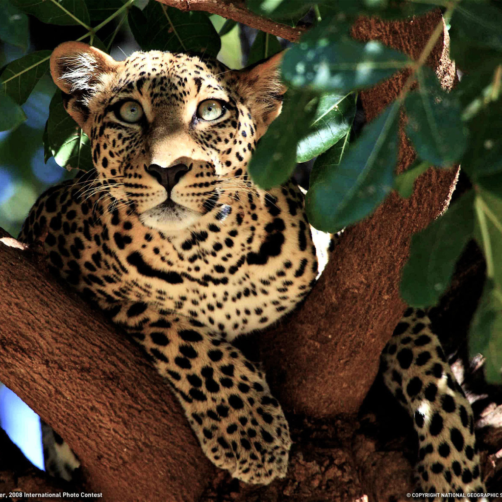 Леопард лежит на дереве