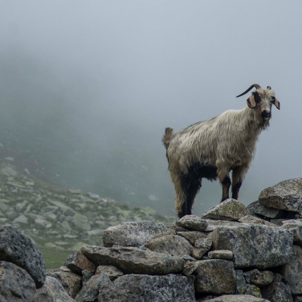 Горный козел стоит на камнях