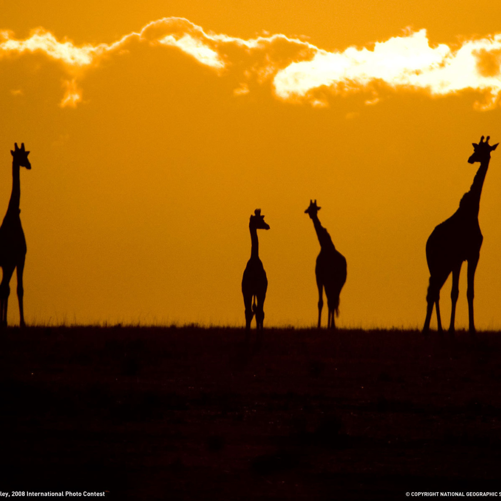 Силуэты жирафов