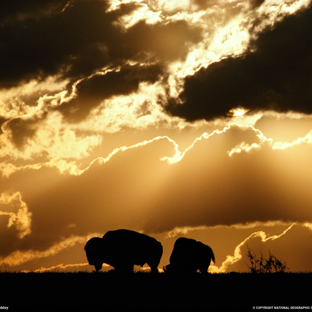 Силуэты бизонов на закате