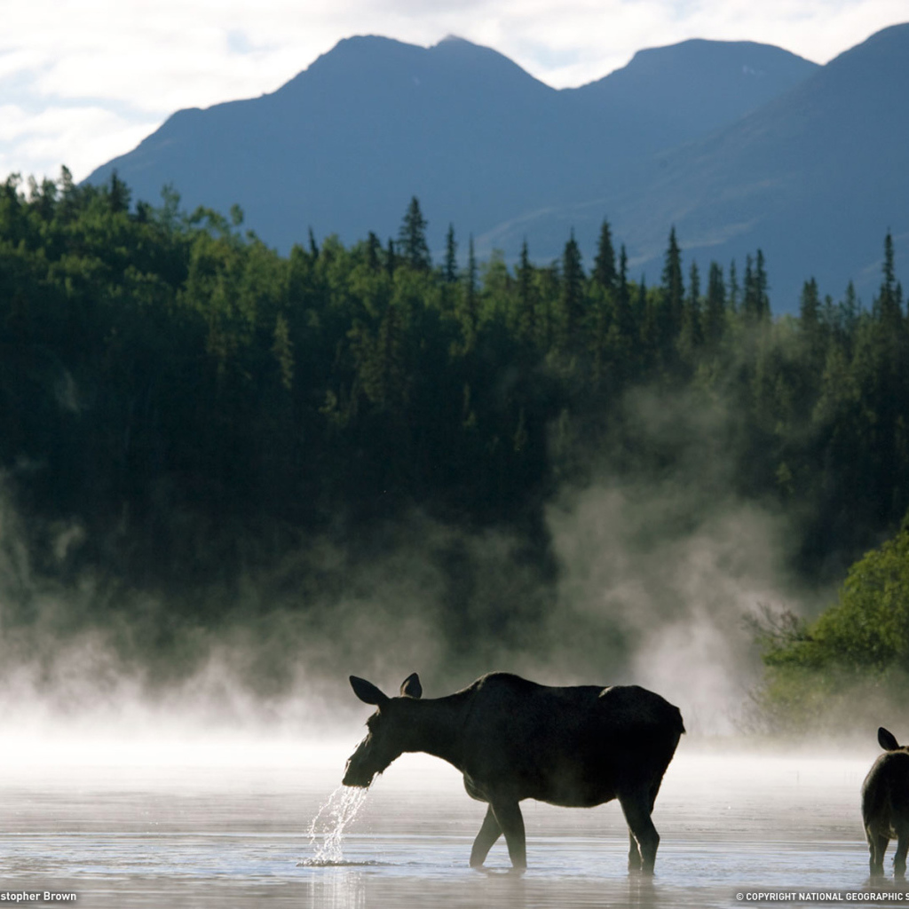 Лосиха с теленком