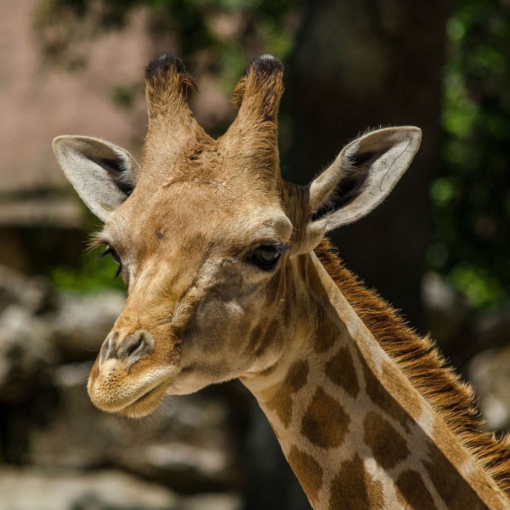 Голова жирафа в зоопарке