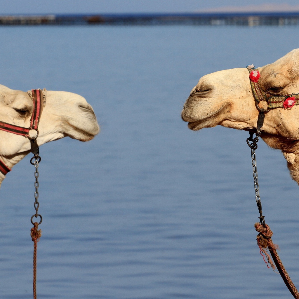 Два верблюда на фоне воды