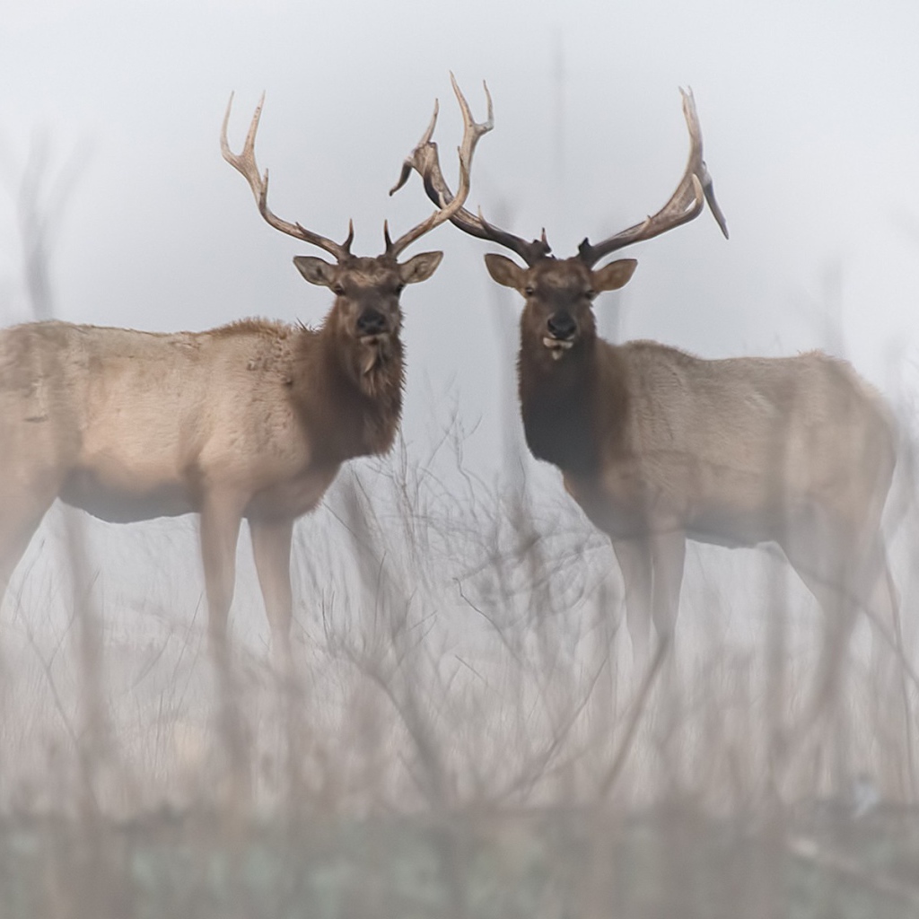 Два оленя в тумане