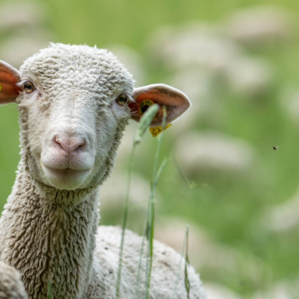 Белая овца в траве