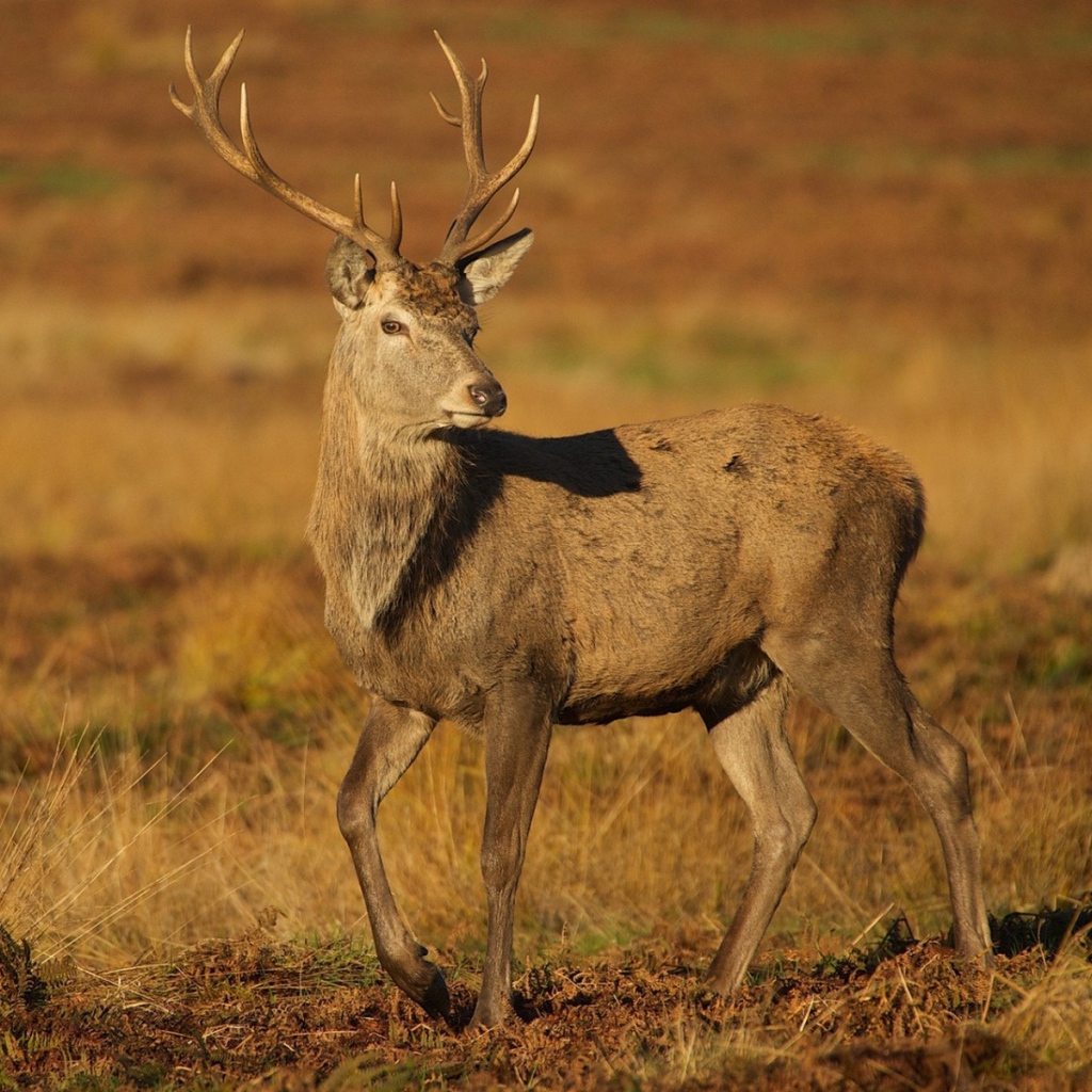 Молодой олень на коричневой земле