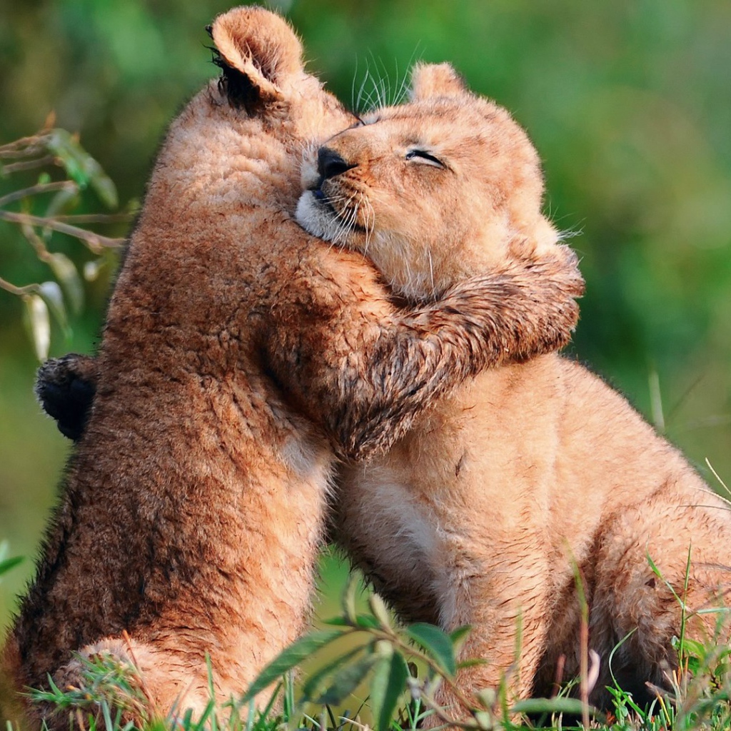 Пара милых львят