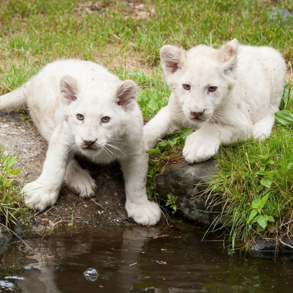 Львята альбиносы на водопое