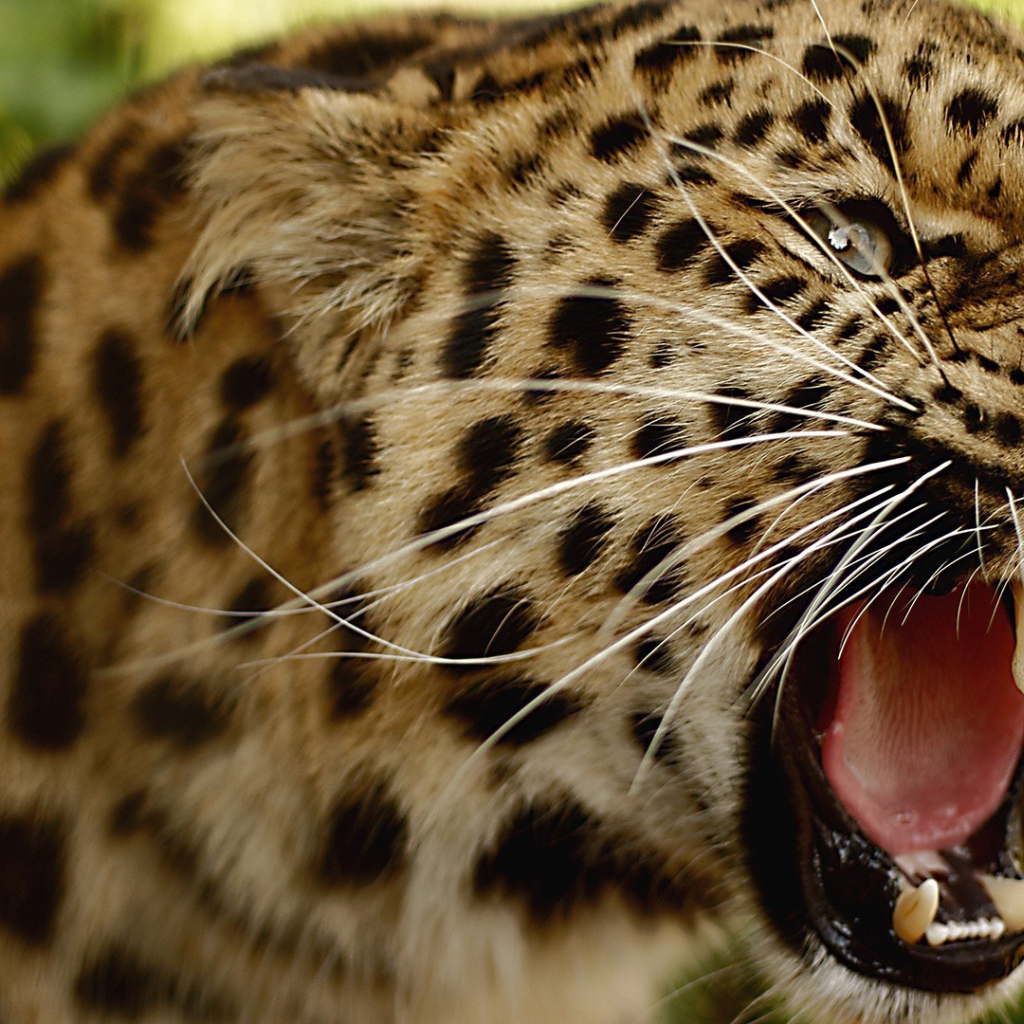 Злой амурский леопард