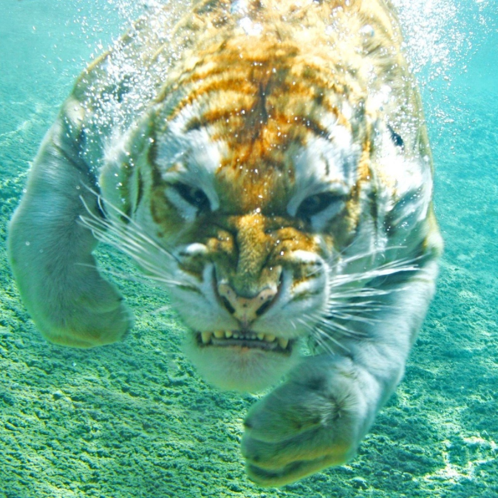 Злой тигр под водой
