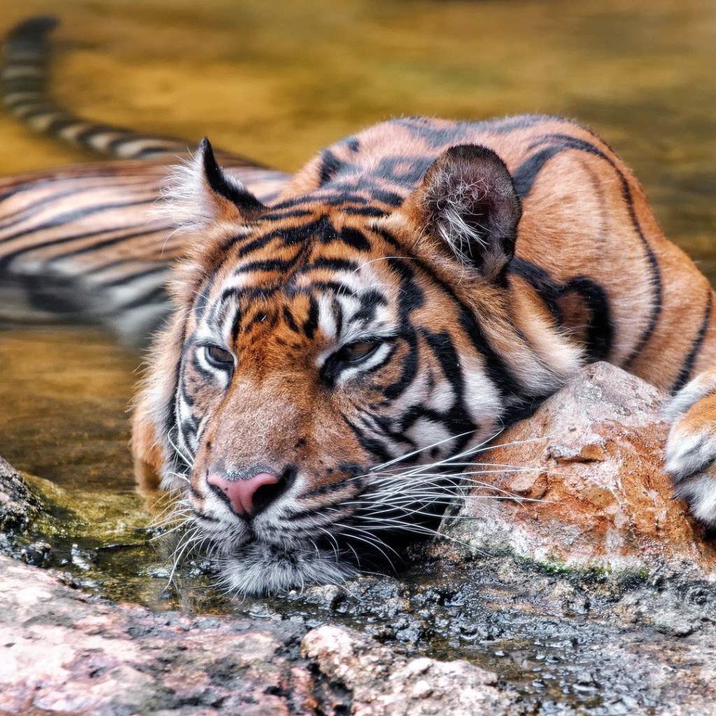 Красивый плавающий тигр