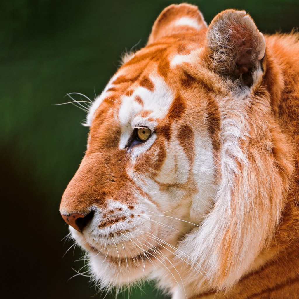 Красивый золотой тигр