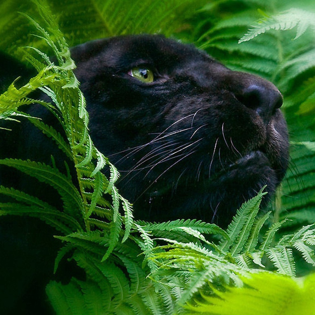 Черная пантера в зеленых зарослях