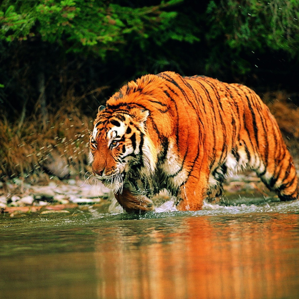 Яркий тигр бежит по реке