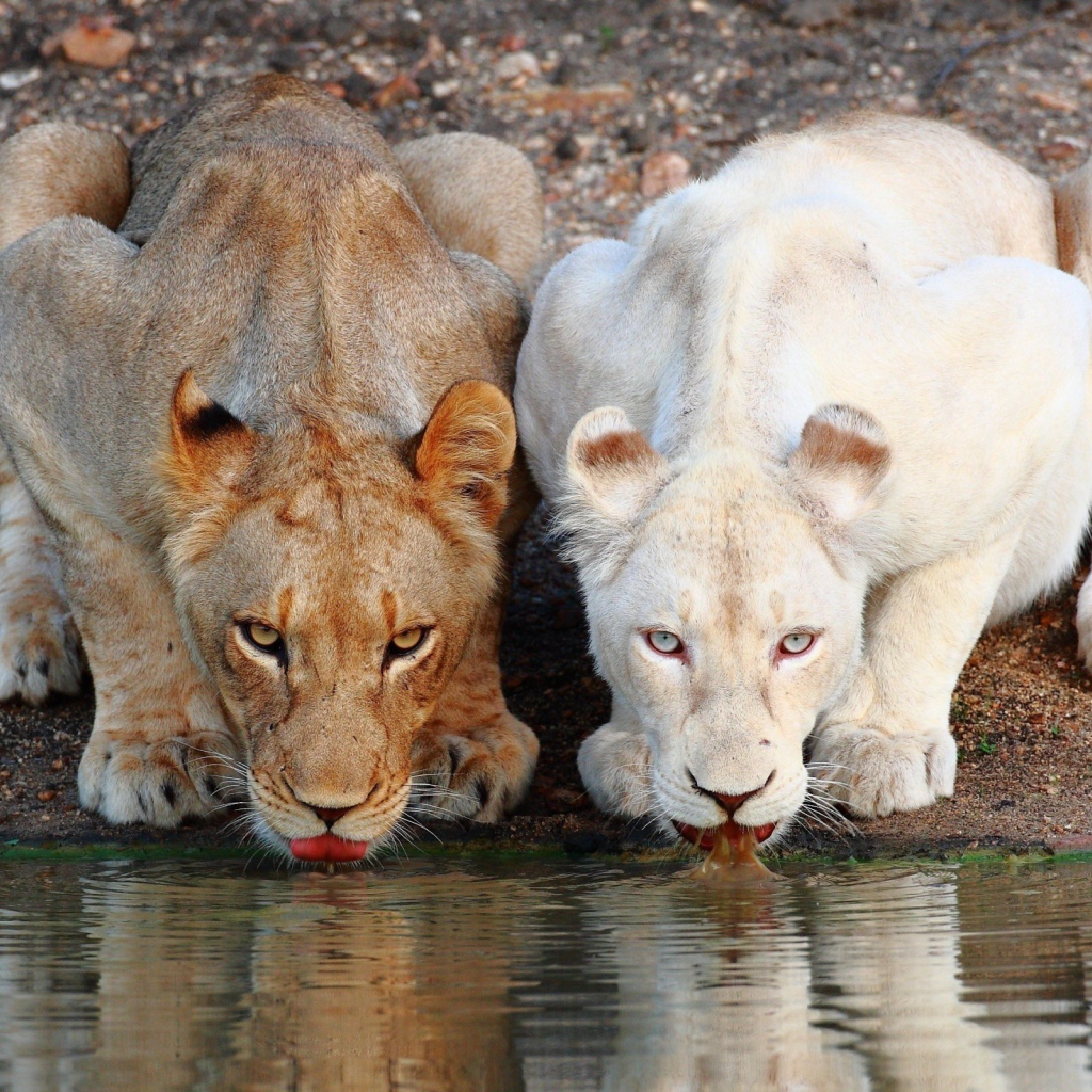 Коричневая и белая львицы на водопое