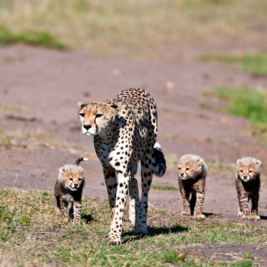 Мама гепард с котятами