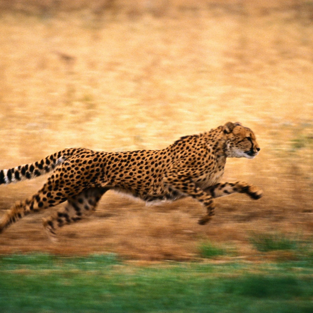 Гепард быстро бегает