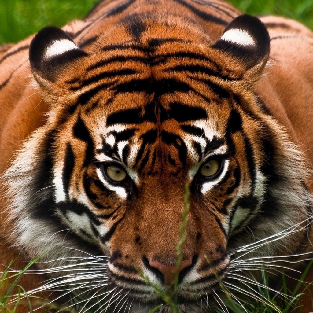 Опытный охотник тигр