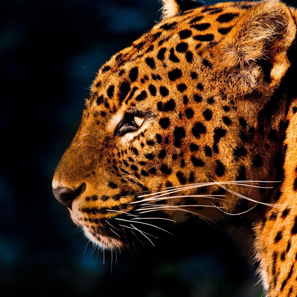 Огненно рыжий леопард