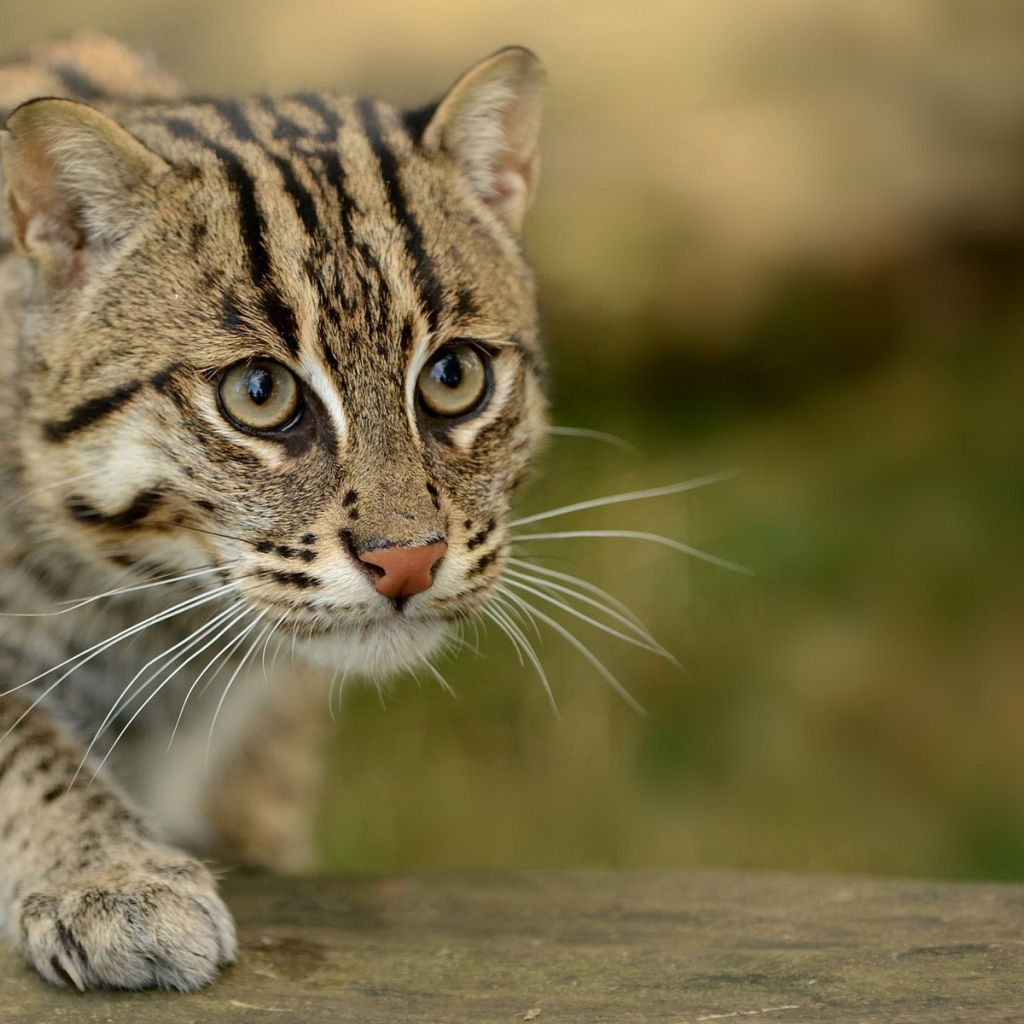 Забавный дикий кот