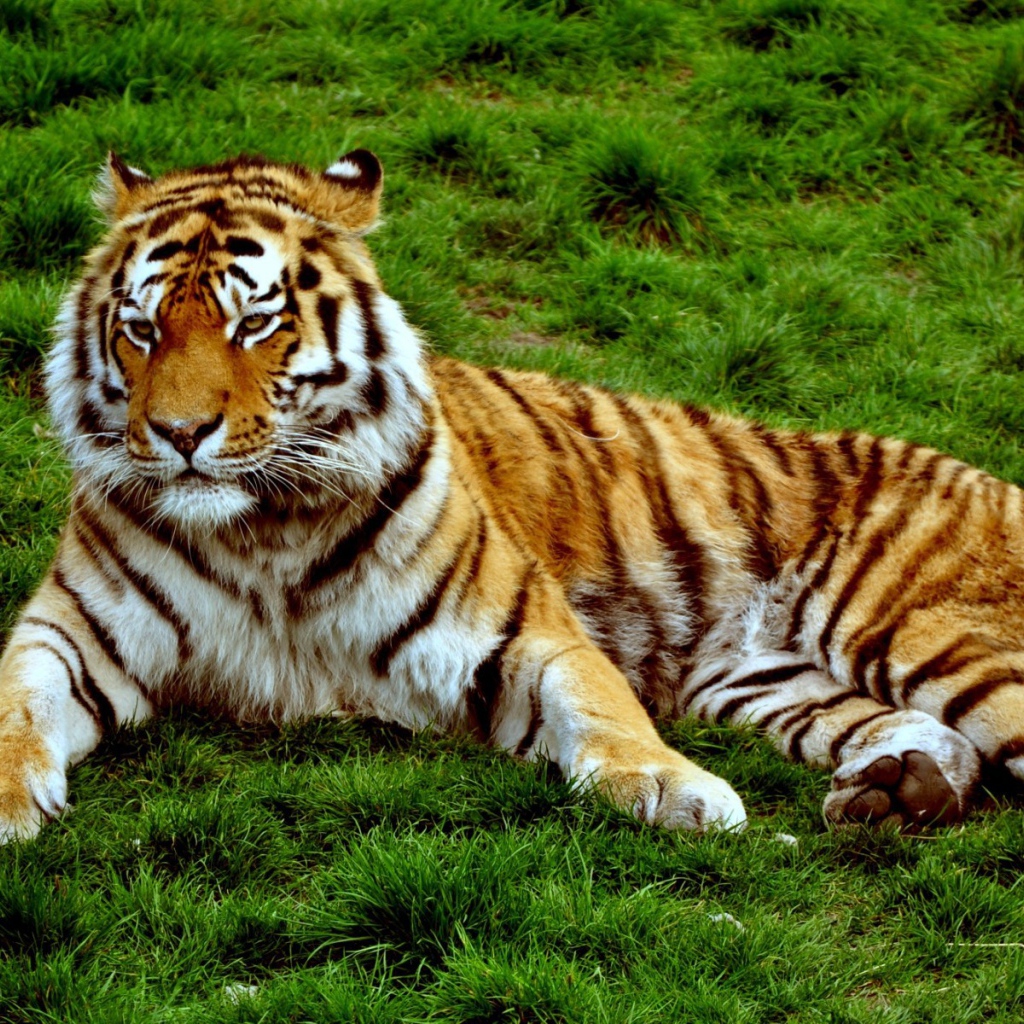 Хмурый тигр лежит на зеленой траве