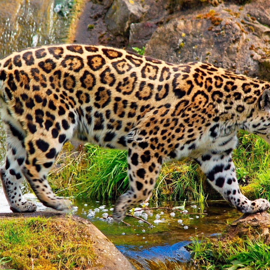 Ягуар у ручья