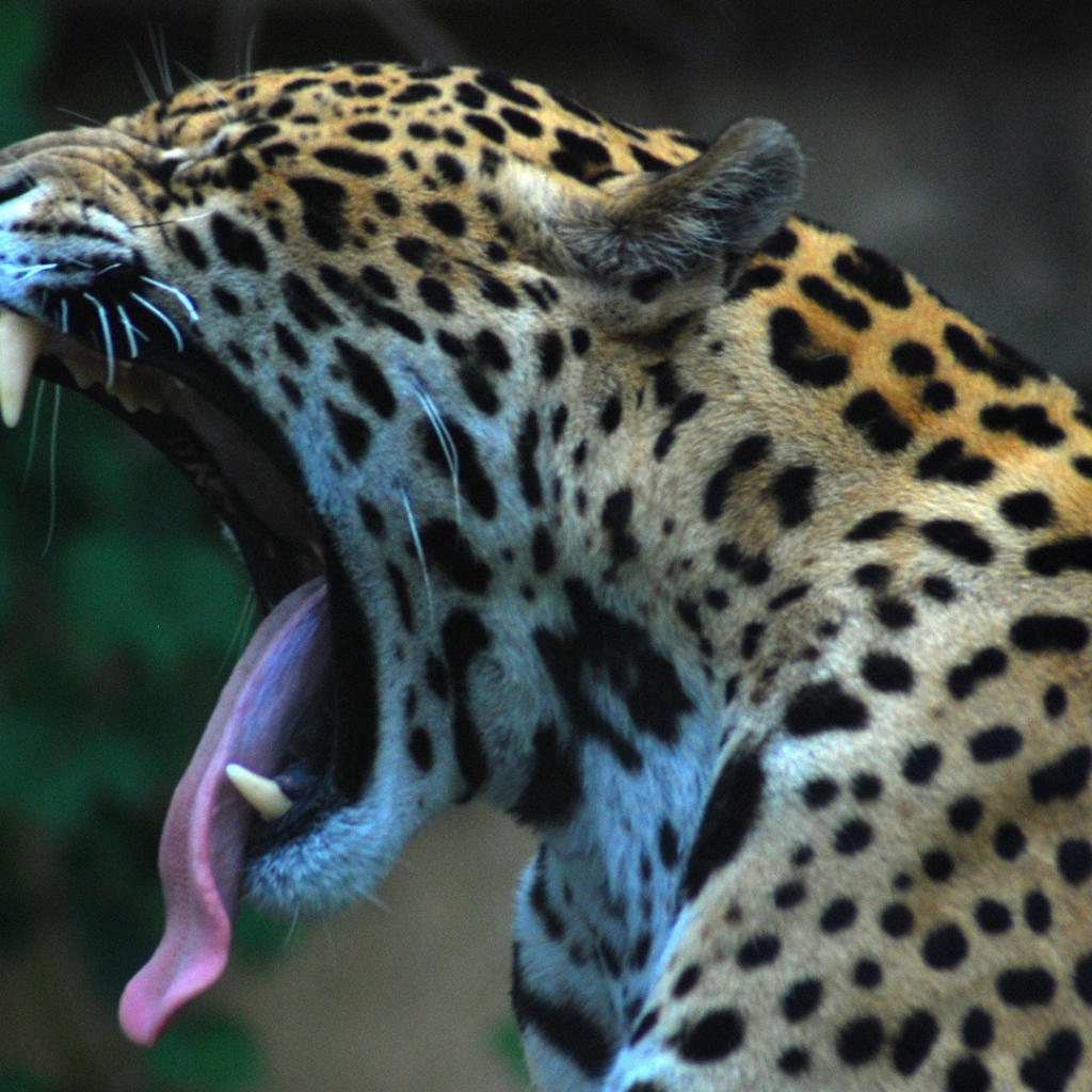 Ягуар сладко зевает