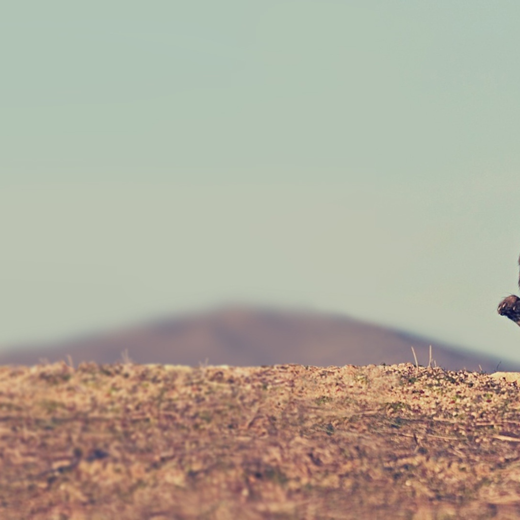 Малыш гепард бежит по саванне