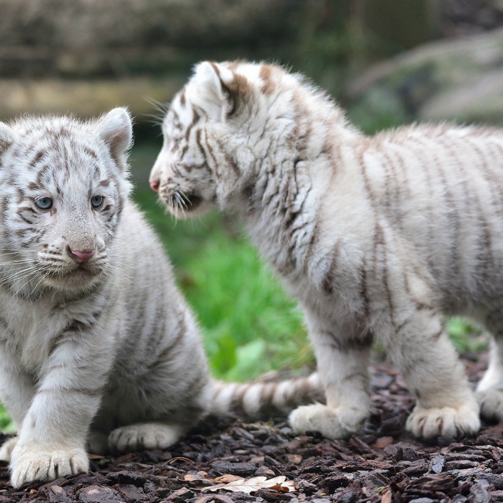 Котята белого тигра