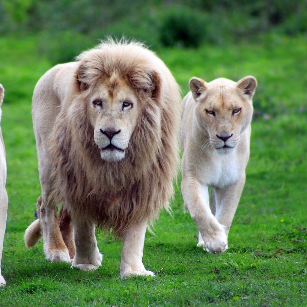 Лев со своими львицами