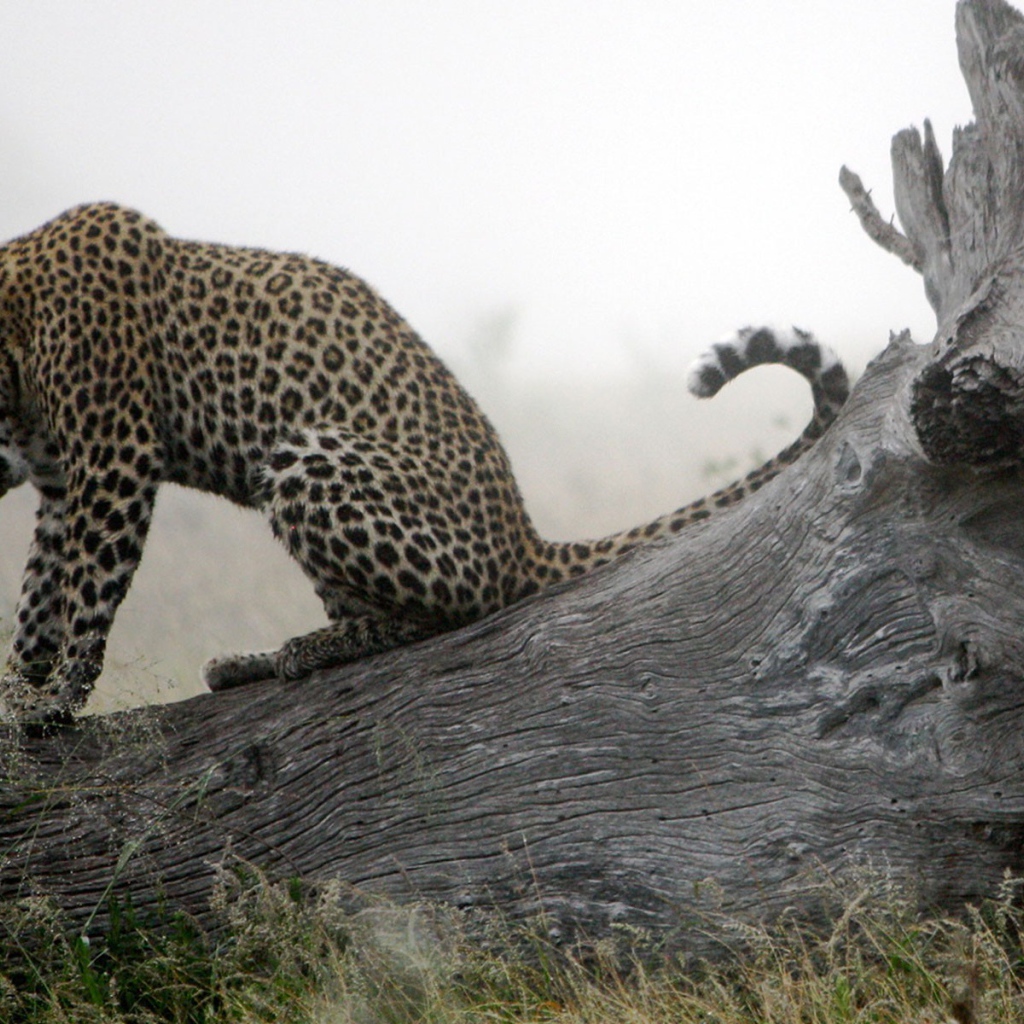 Леопард приводит себя в порядок