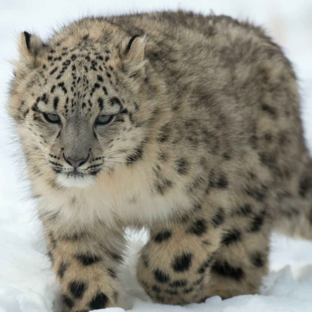 Барс идет по снегу