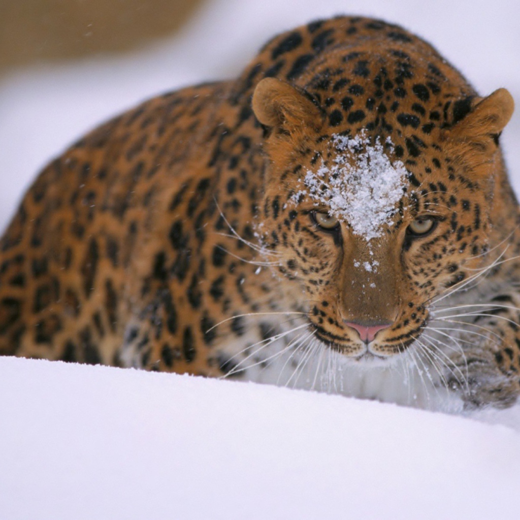 Леопард идет по сугробу