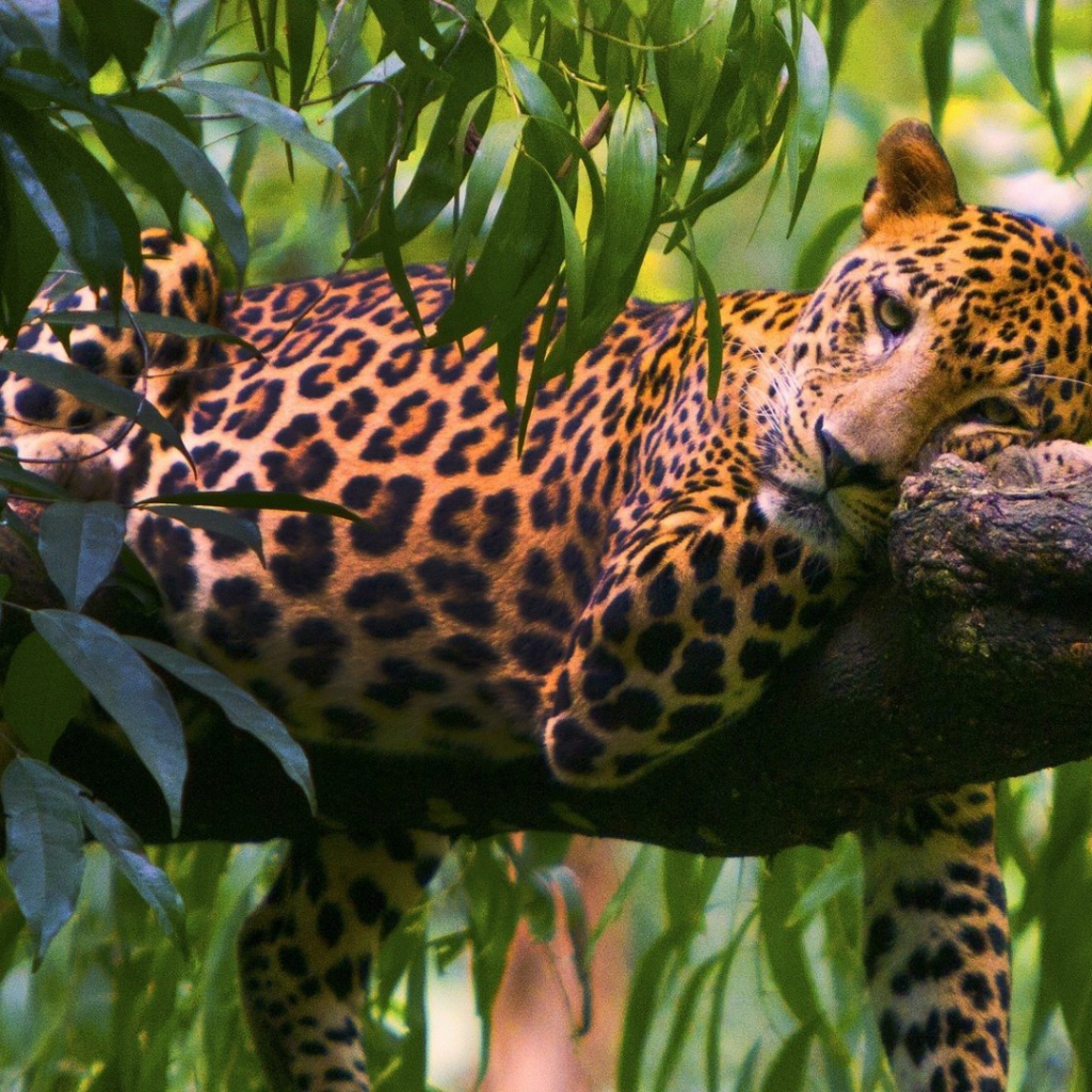 Леопард на ветке дерева