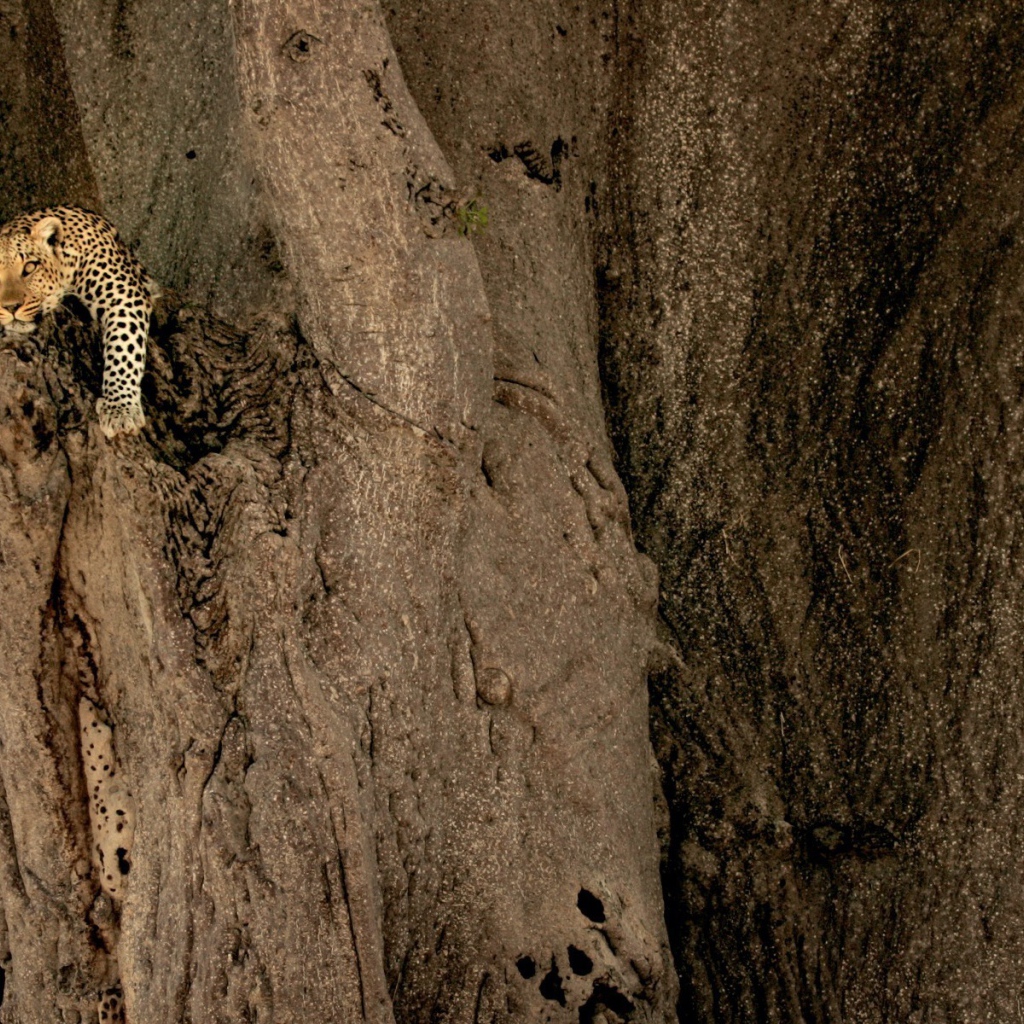 Леопард на неприступной скале