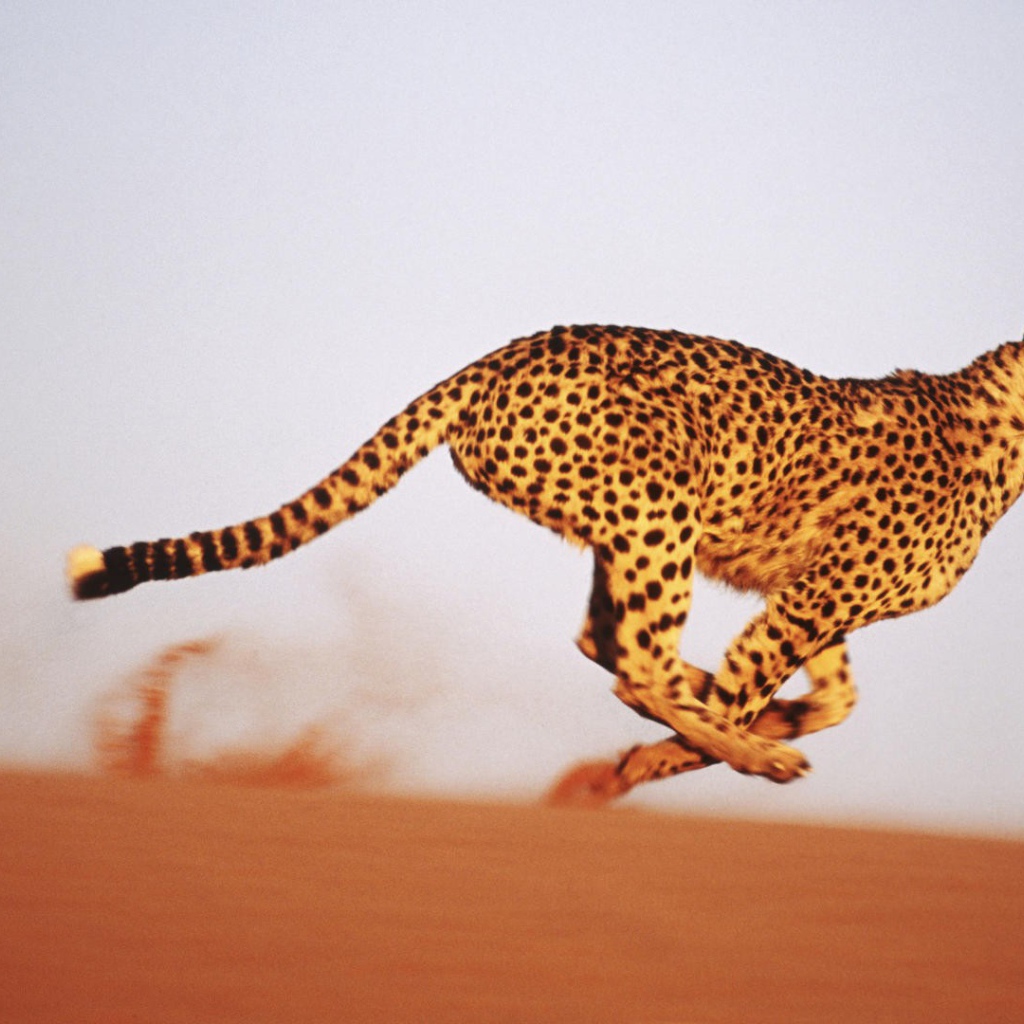 Леопард бежит по песку