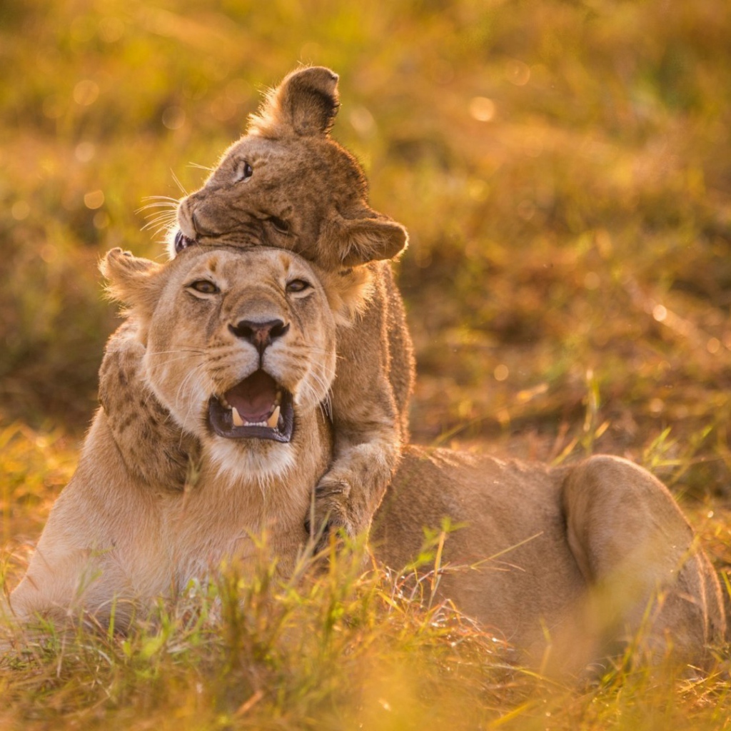 Львенок верхом на маме