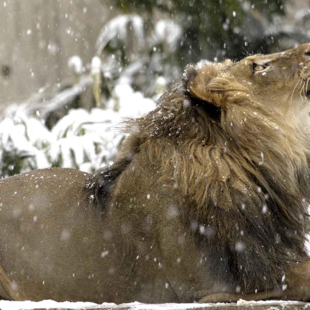 Лев на снегу