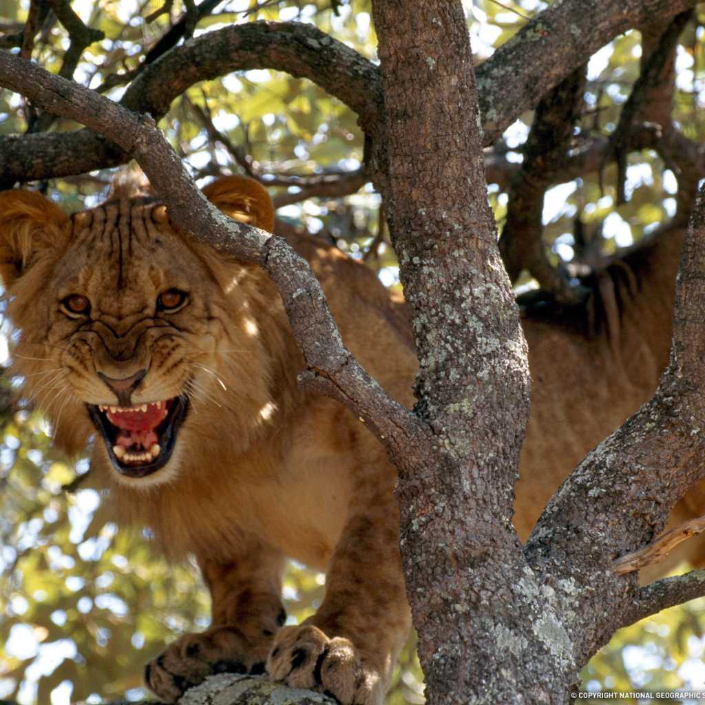 Lion roars on the tree