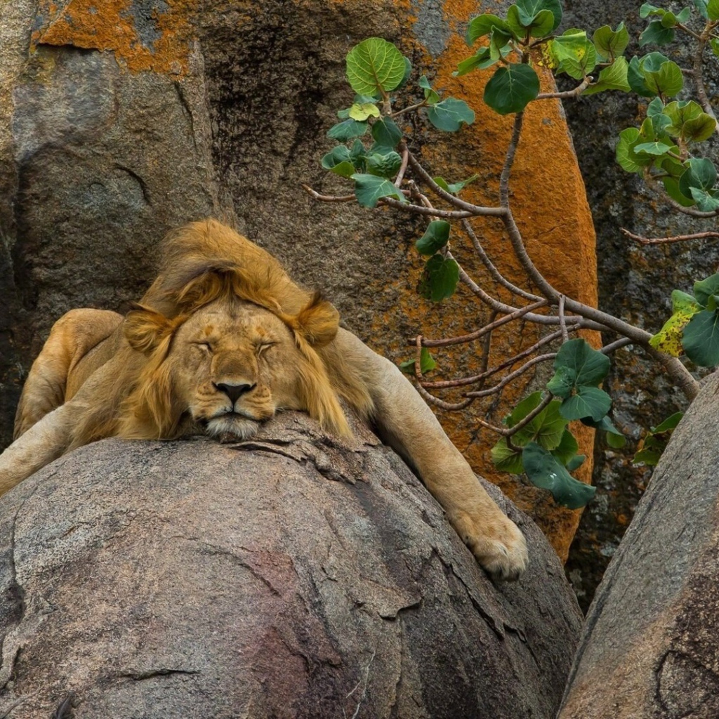 Лев безмятежно спит на камне