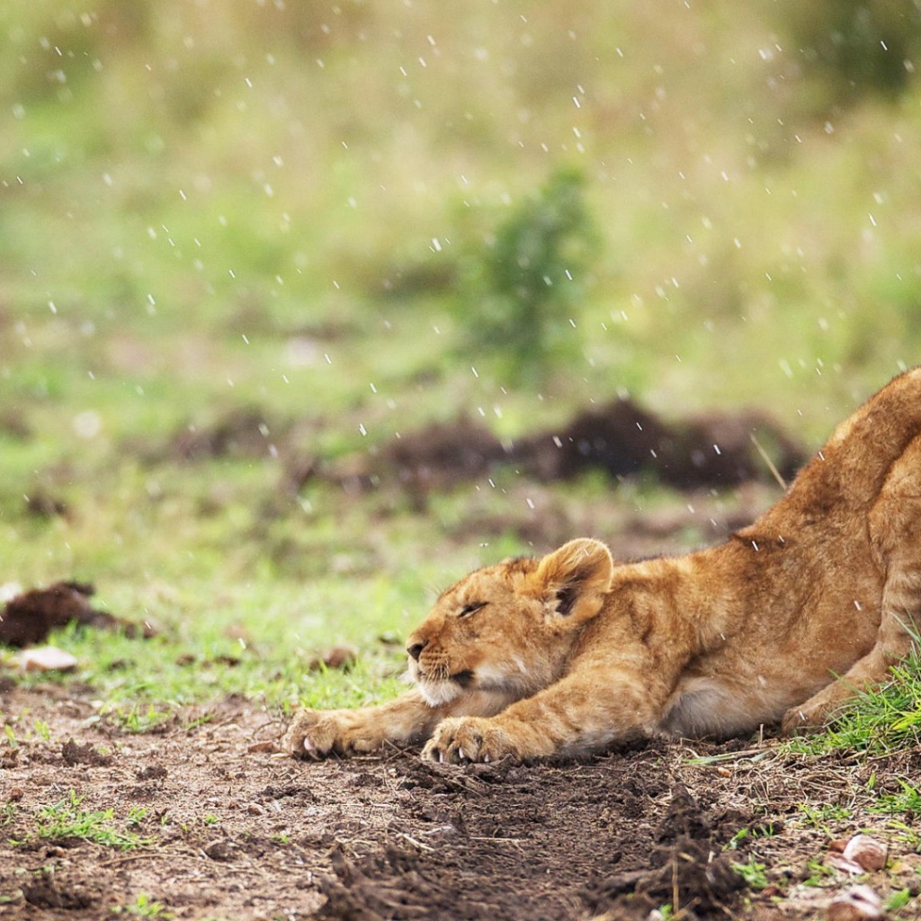 Львенок стоит под дождем