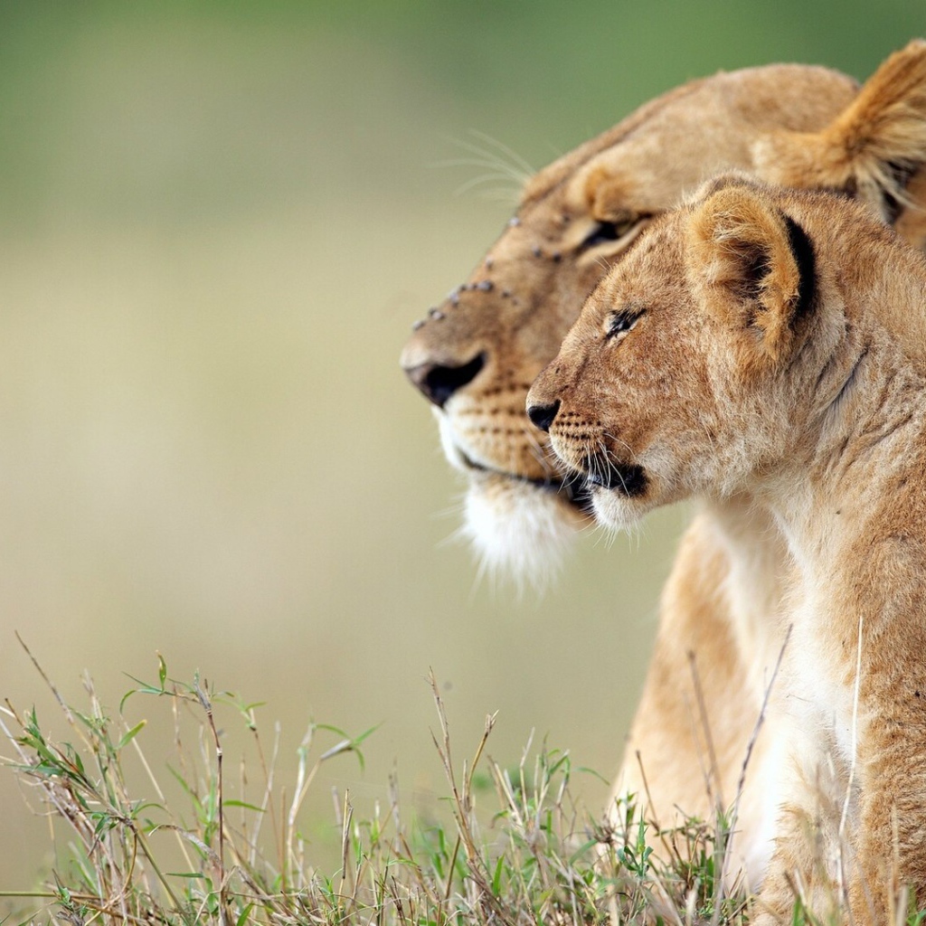 Львица и львёнок наблюдают за зеброй