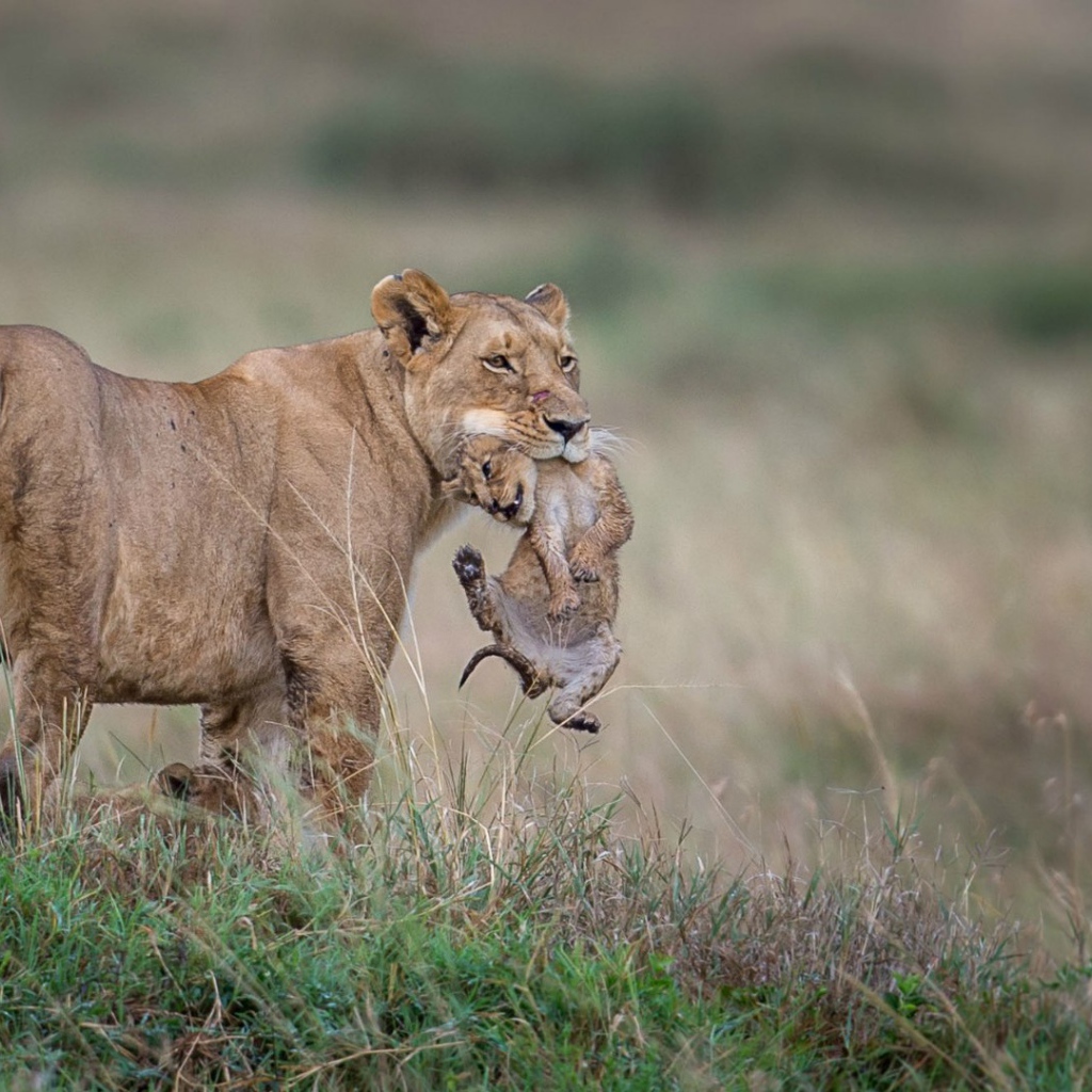 Львица держит детеныша в зубах