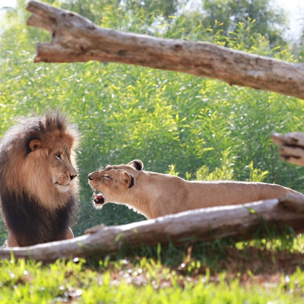 Львица рычит на льва