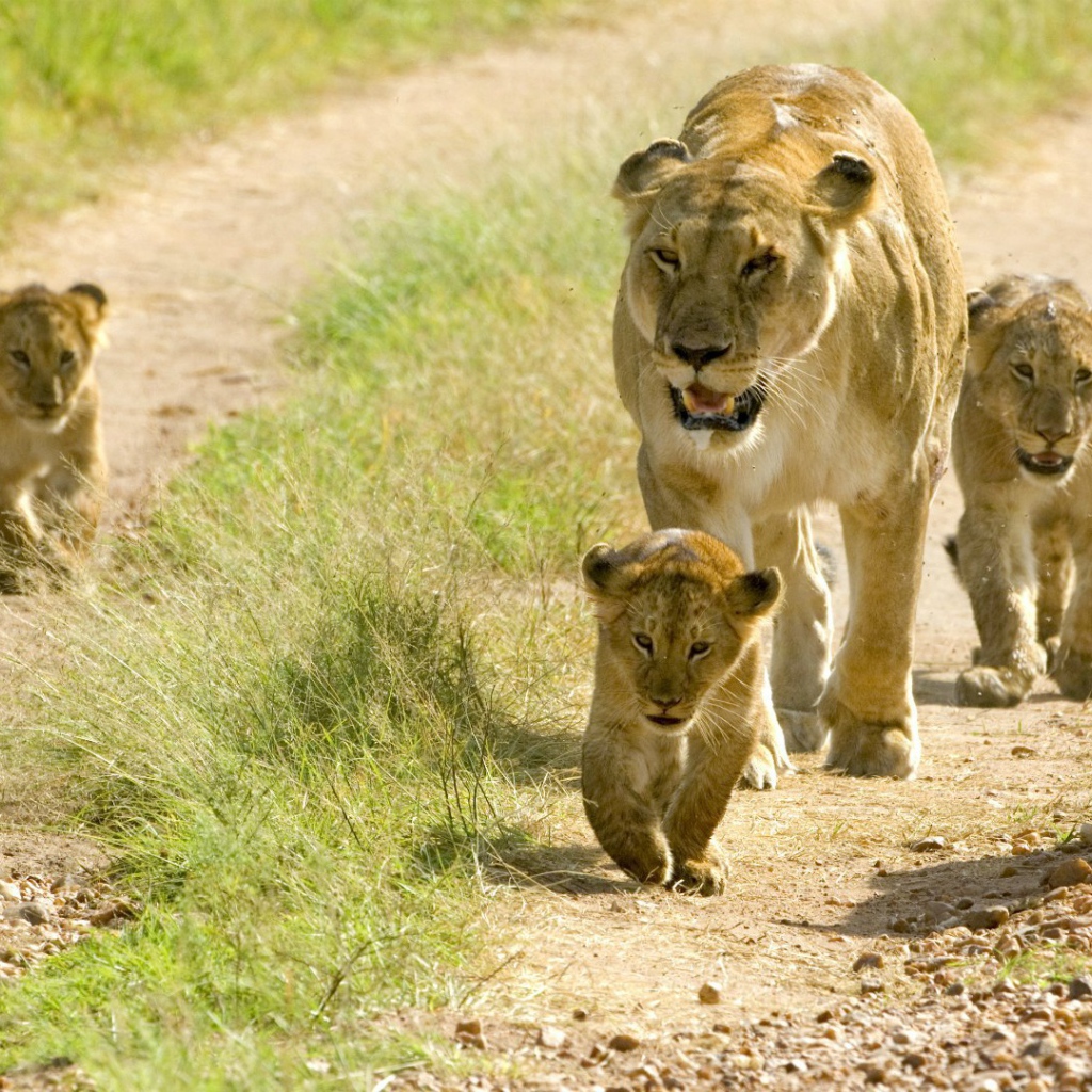 Львица с львятами идет по дороге
