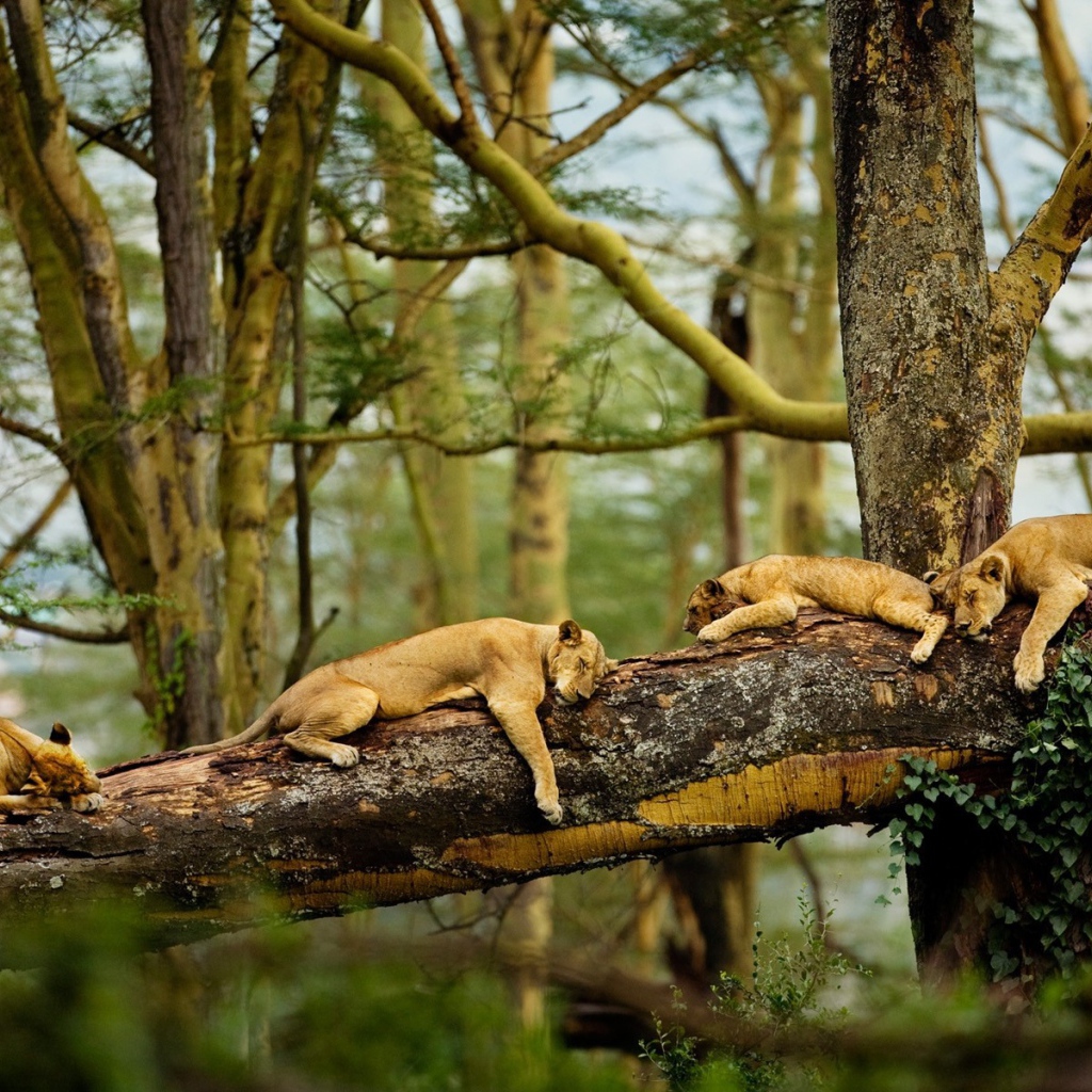Львы отдыхают на дереве в джунглях